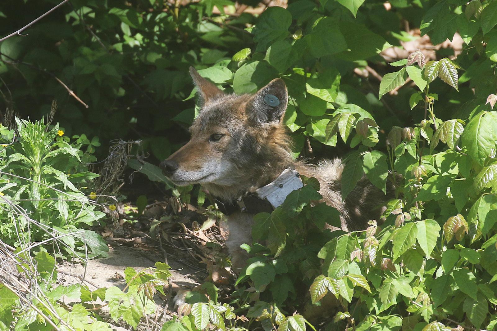 Akron Zoo and Summit Metro Parks partner on coyote research project